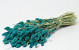 Phalaris Petrol Blue 70cm